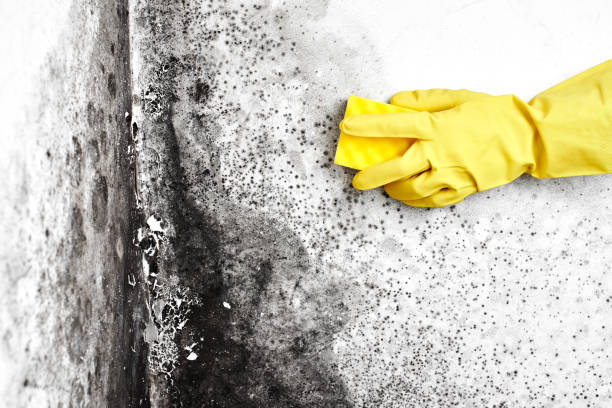 Best Health and Safety Mold Remediation in Hallsville, MO